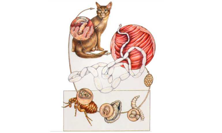 Ленточные глисты у кошек. симптомы и лечение