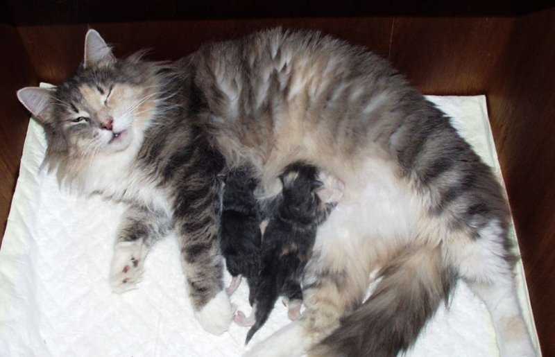 Как понять, что кошка рожает или скоро родит: признаки начала и процесс родов