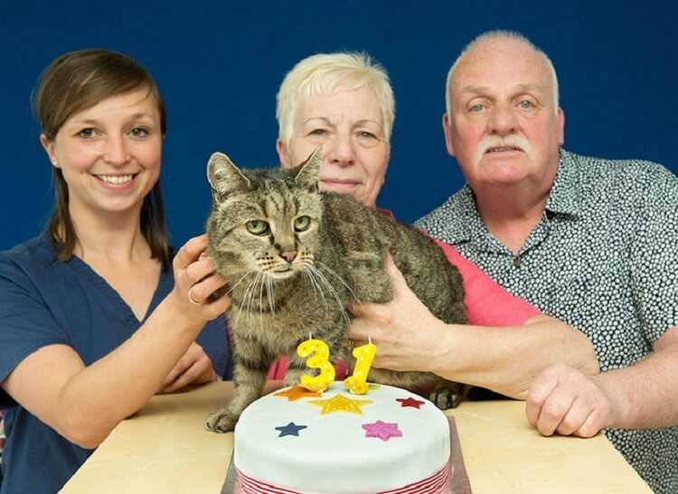 Самые старые коты в мире: сколько лет прожила самая долгоживущая кошка