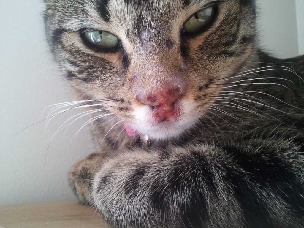 Кровотечение в брюшной полости у кошек - симптомы, лечение внутреннего кровотечения у кошек в москве. ветеринарная клиника "зоостатус"
