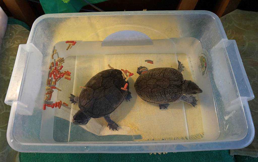 Чем кормить красноухих черепах в домашних условиях
