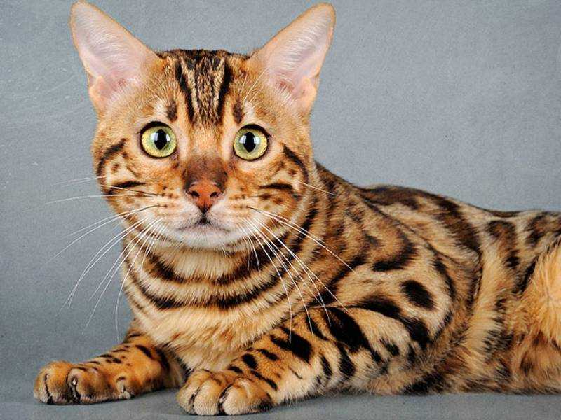 Самые красивые породы кошек с фото и названиями
