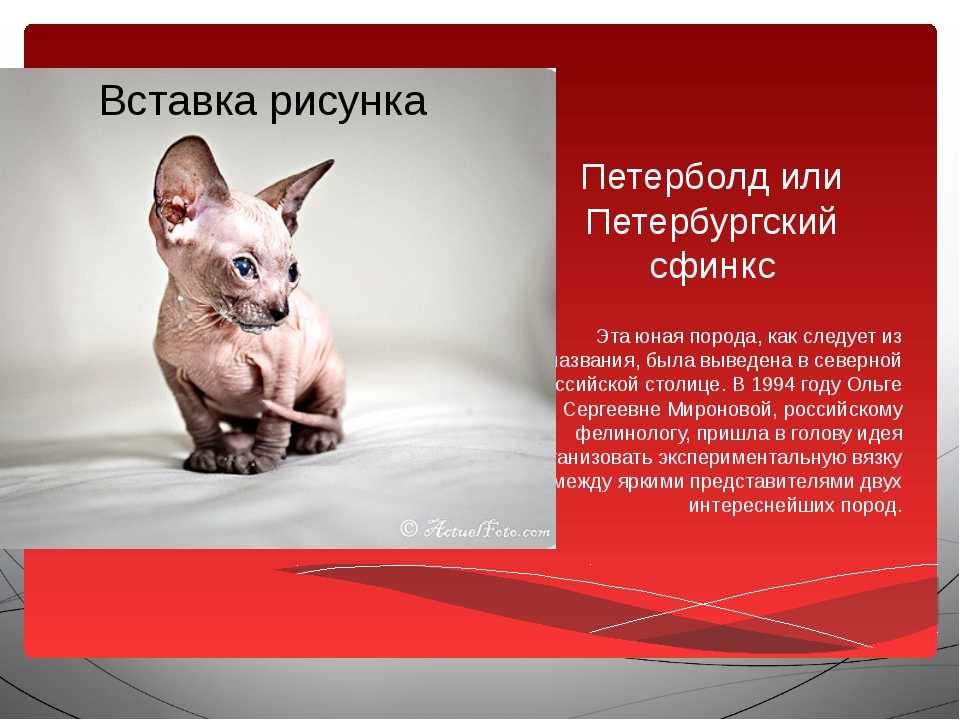 Петерболд кошка, фото, порода петербургский сфинкс, отзывы, купить котенка