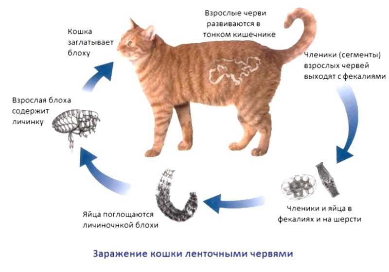 Болезни кошек, передающиеся человеку | нвп «астрафарм»