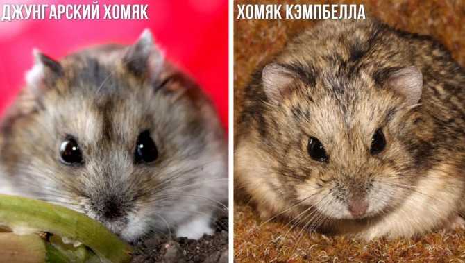 ᐉ хомяки - домашние любимцы: описание пород с названиями и фотографиями - zoovet24.ru