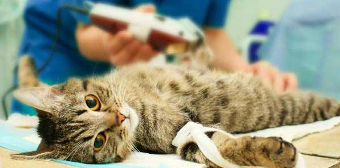 Стерилизация кошек: как проходит и в каком возрасте делать