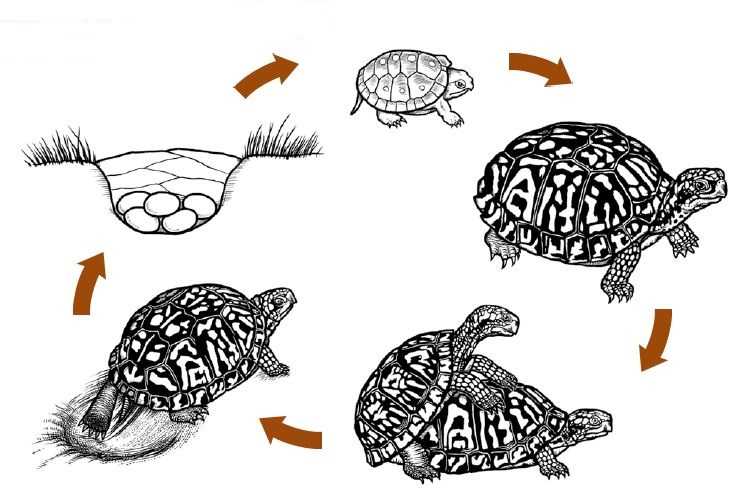 7. размножение черепах