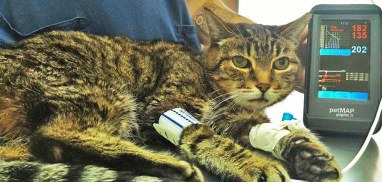 Гипертензия у кошек — диагностика и лечение заболевания