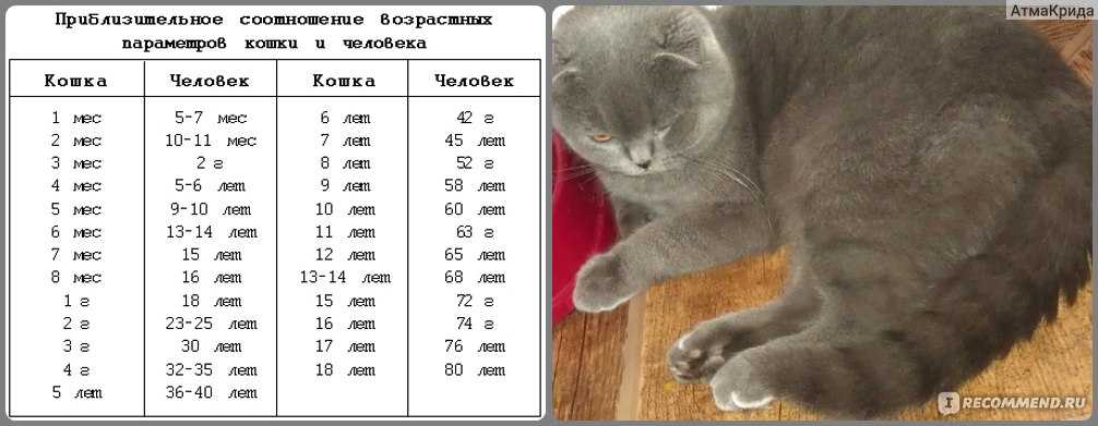 Возраст кошки по человеческим меркам - таблица. сопоставление возраста кошки и человека