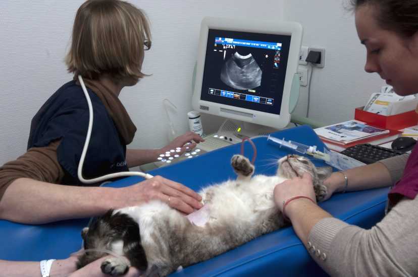 Кастрация собак и кошек - плюсы и минусы операции | ветклиника зоостатус