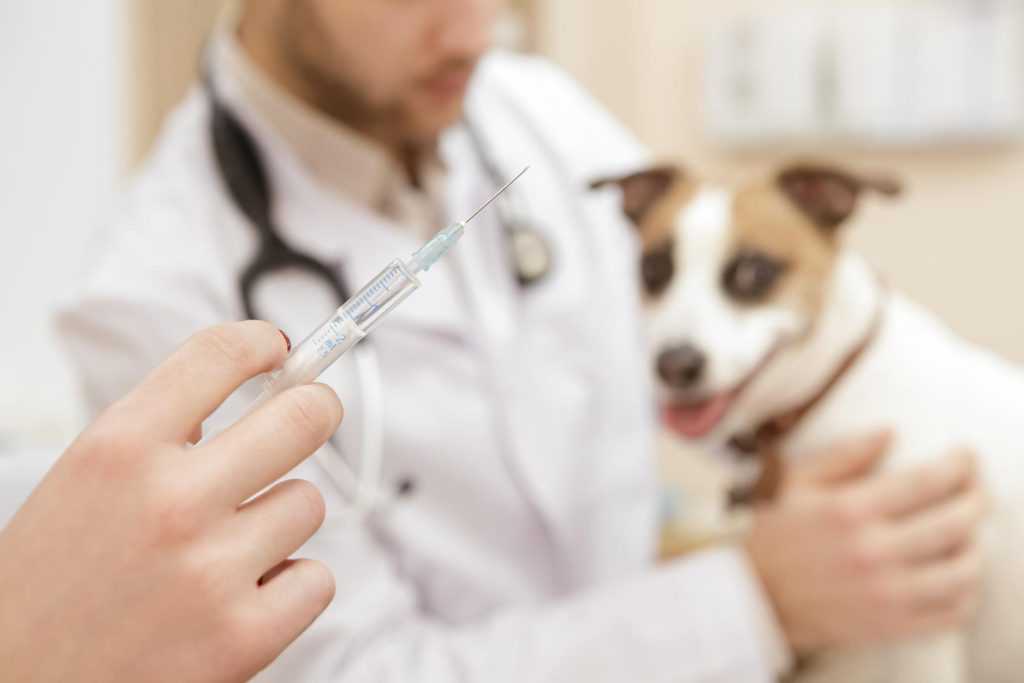 Всё о вакцинации собак