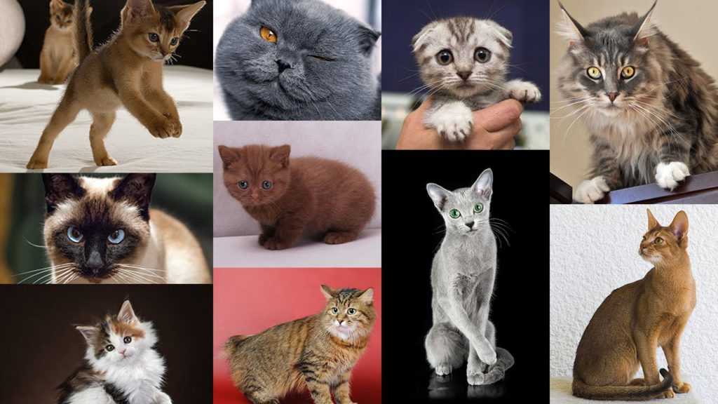 Сколько видов кошек существует в мире?