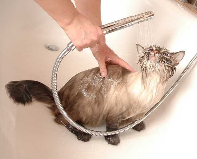 Почему кошки боятся воды?