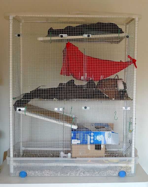 Домик для крысы (21 фото): как сделать своими руками? дом для домашних декоративных крыс из бутылки и других материалов