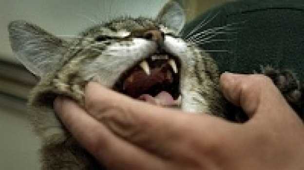 Первые признаки бешенства у кошек - как понять что у кота бешенство? - ветеринарная клиника ситивет