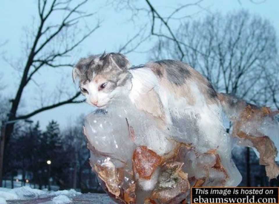 Особенности содержания кошек зимой