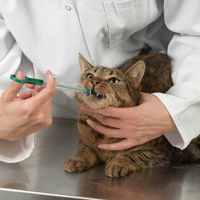 Как правильно давать таблетки кошке | hill's