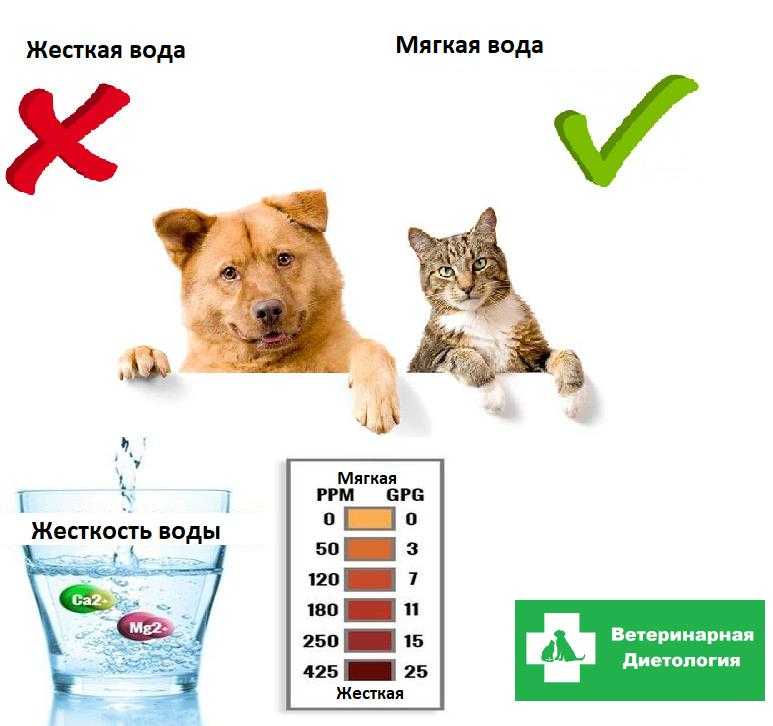 Сколько воды нужно в день кошке?