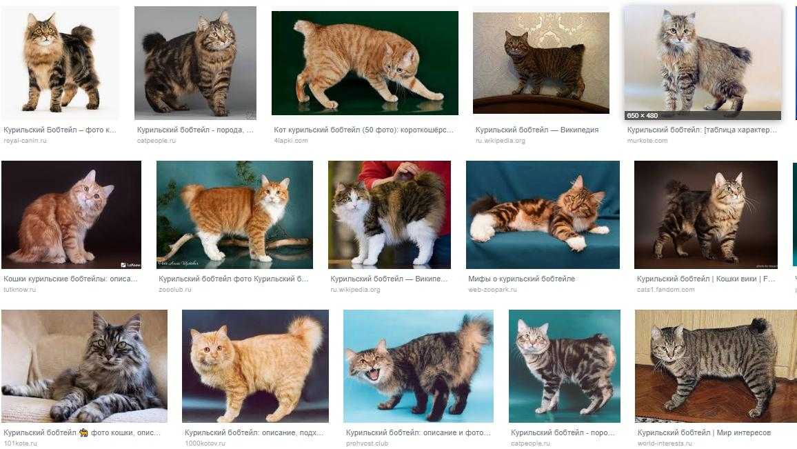 Сколько пород кошек существует в мире: список и описание