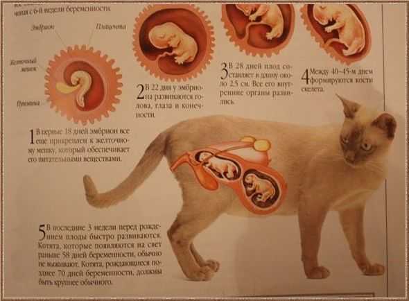Как помочь кошке при родах