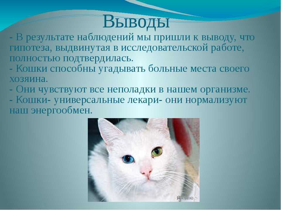 Коты в жизни человека. Наблюдение за кошкой. Наблюдение за поведением кошки. Наблюдение за домашним животным кошкой. Дневник наблюдения за кошкой.