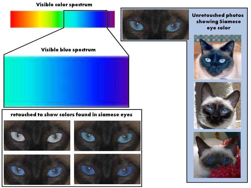 Как видят кошки наш мир и потусторонний, чем кошачье зрение отличается от человеческого?