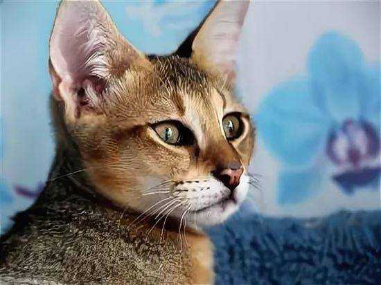 Чаузи: правила содержания кошки в домашних условиях