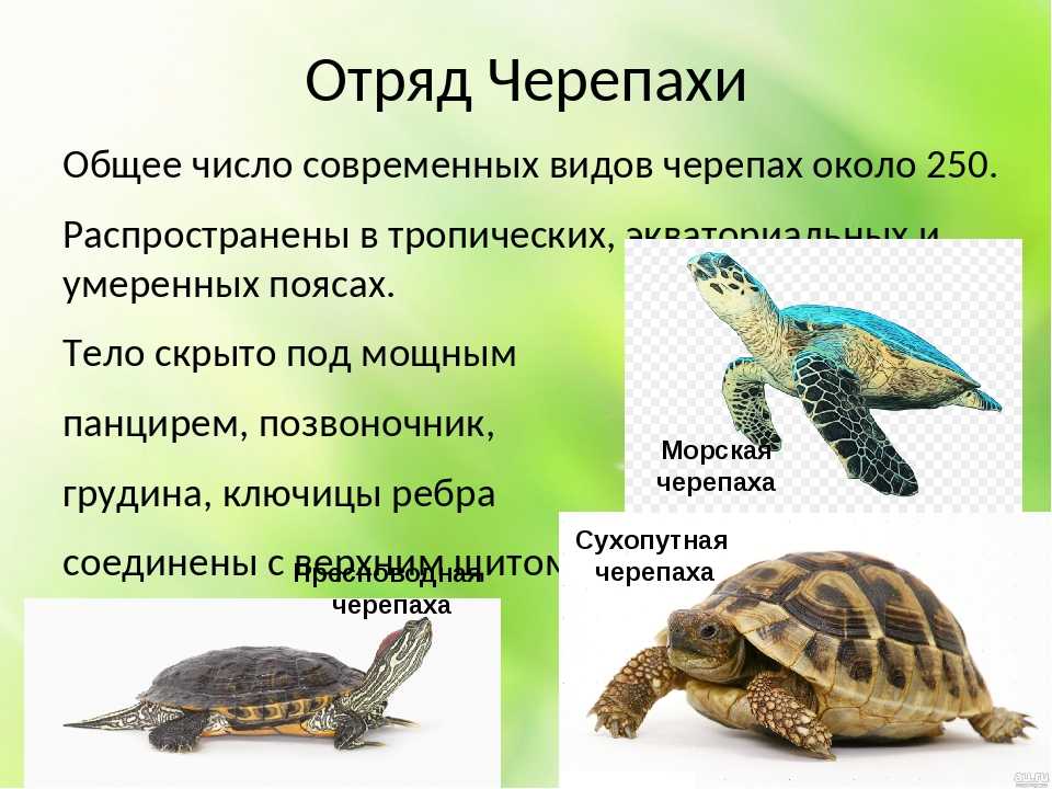Отряд черепахи особенности строения. Пресмыкающиеся 7 класс биология отряд черепахи. Отряд черепахи общая характеристика. Признаки и представители отряд черепах. Представители отряда черепахи класса пресмыкающиеся.