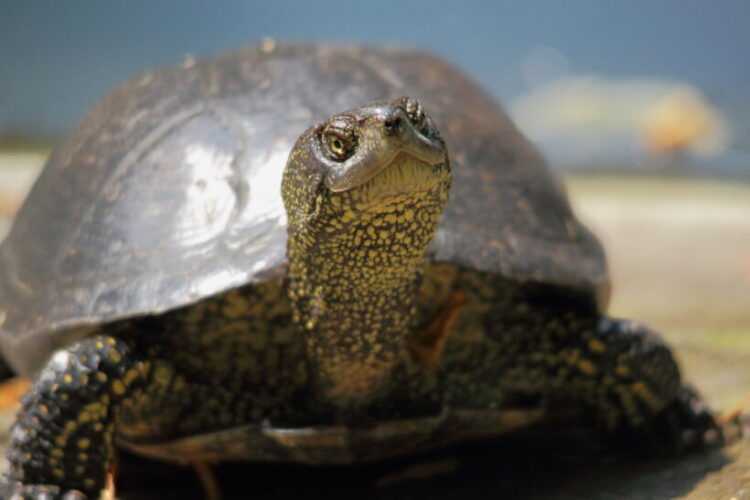 ᐉ скорость передвижения черепахи на суше и в воде: как бегают и плавают морские, сухопутные и красноухие черепахи (средняя и максимальная скорость движения) - zoopalitra-spb.ru