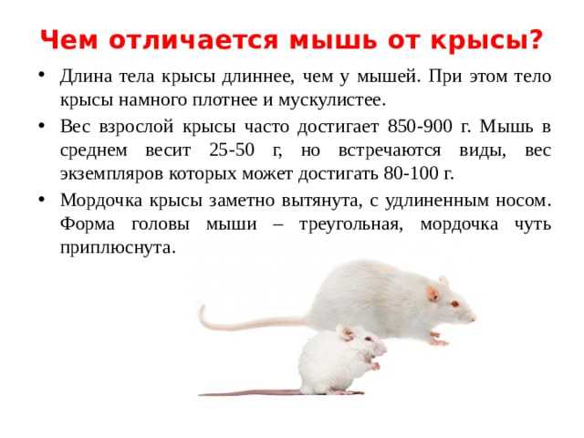 Как отличить крысу. Отличие мыши от крысы. Как отличить мышь от крысы. Крыса и мышь отличия. Разница между крысой и мышью.