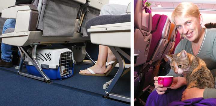 Путешествие с кошкой в самолете
