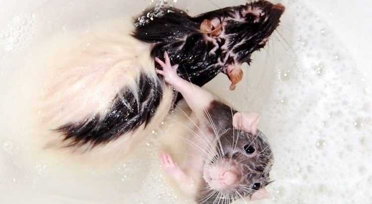 Умеют ли крысы плавать (дикие и домашние)?