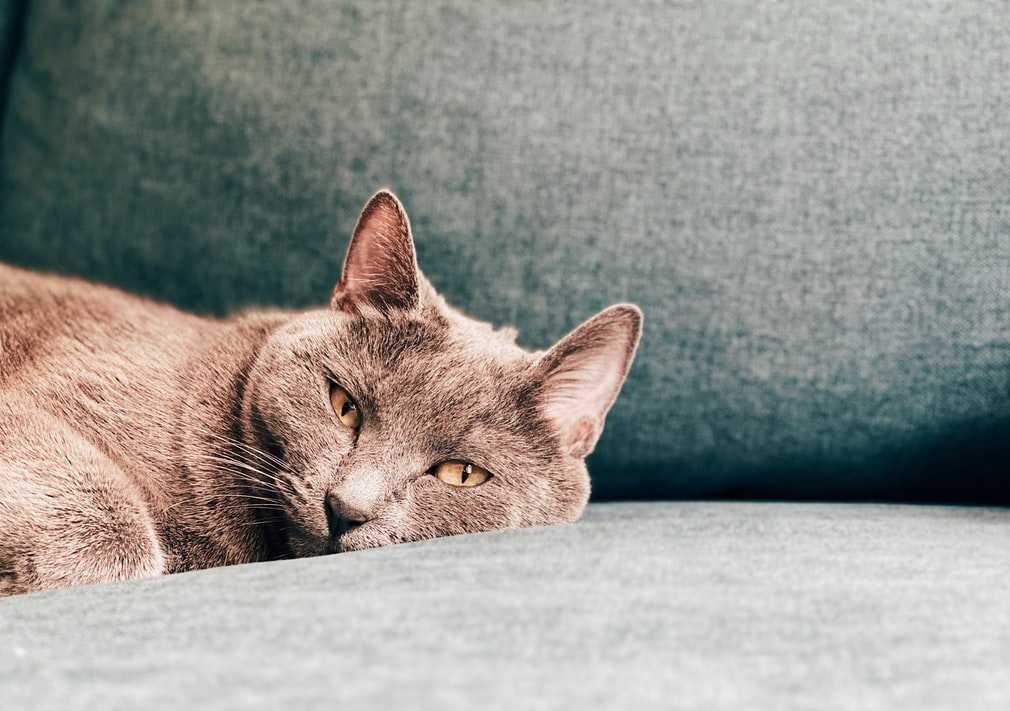 Что делать, чтобы злая кошка стала ручной: если соблюдать 5 правил, можно сделать ласковой и доброй любую кошку — британскую и дворовую