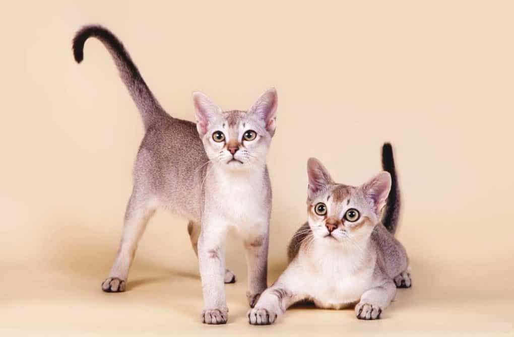 Породы кошек - более 80 пород с фото и описаниями