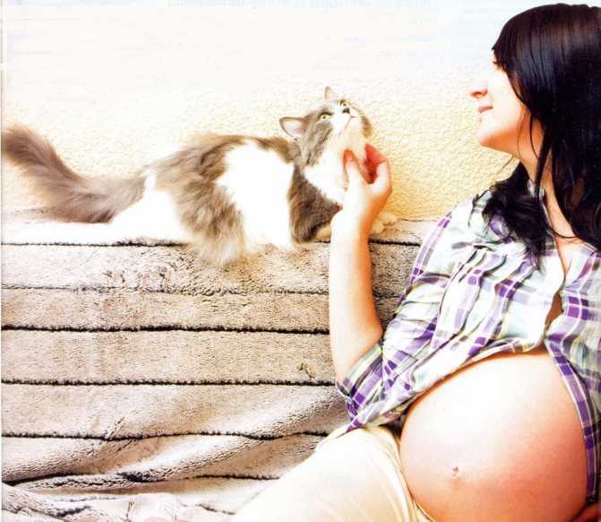 Стоит ли верить примете, что беременным нельзя гладить кошек и откуда появилось такое суеверие: что будет, если бить, пинать и обижать животное