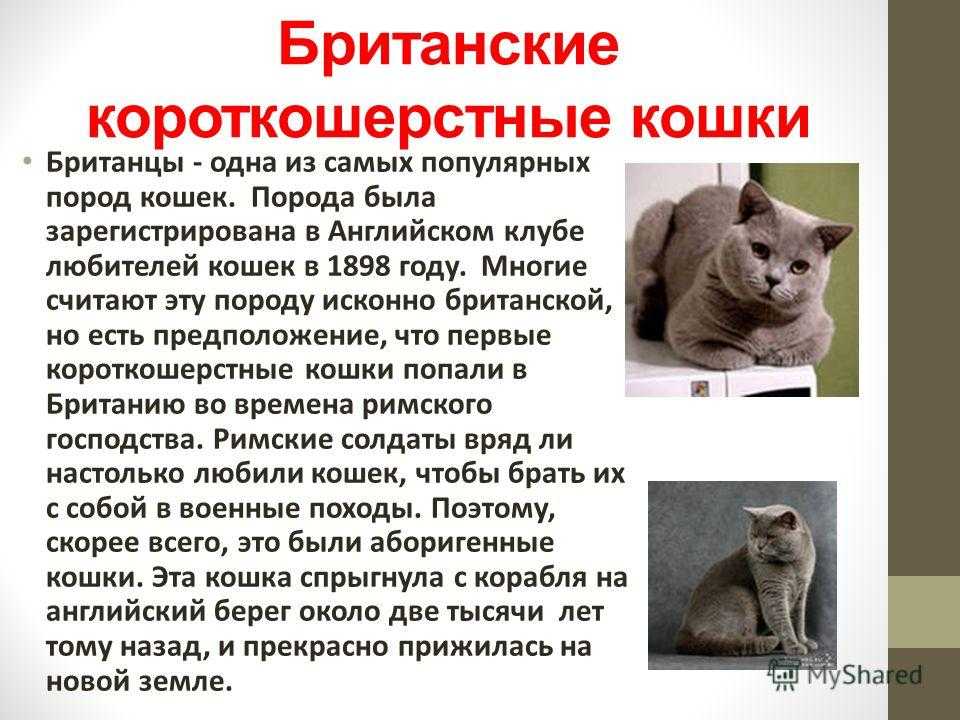 ᐉ сколько лет живут кошки: таблицы по породам и человеческим годам - zoogradspb.ru