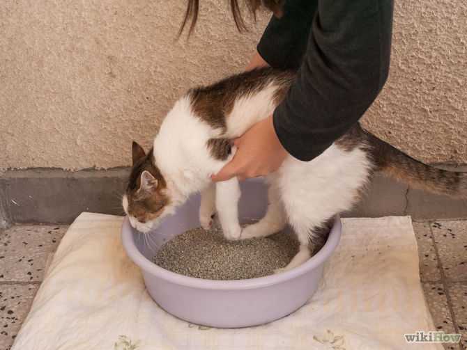 Как приучить котенка к лотку? быстрые способы приучения ходить в туалет маленького котенка. возможные трудности