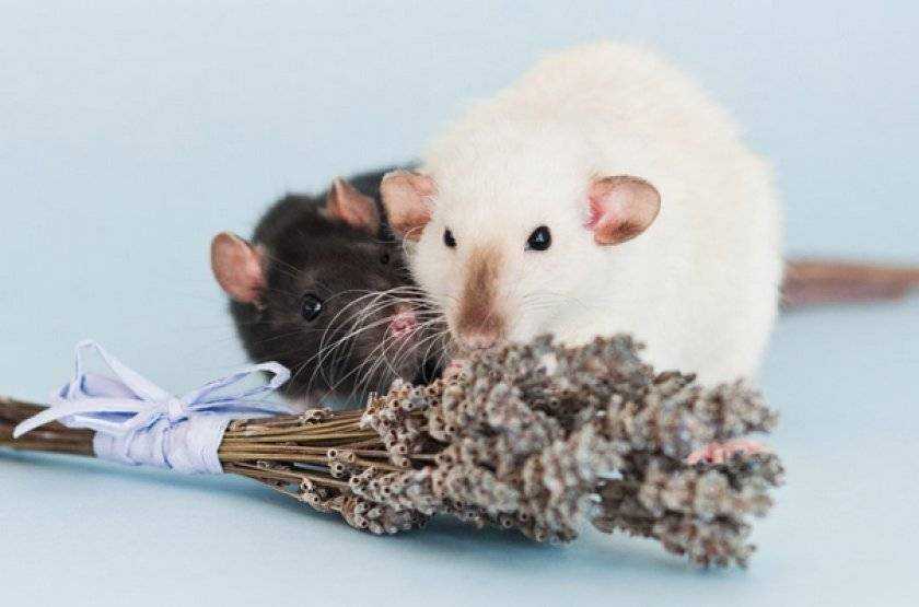 Укус дикой крысы: опасность для человека, инфекции, последствия