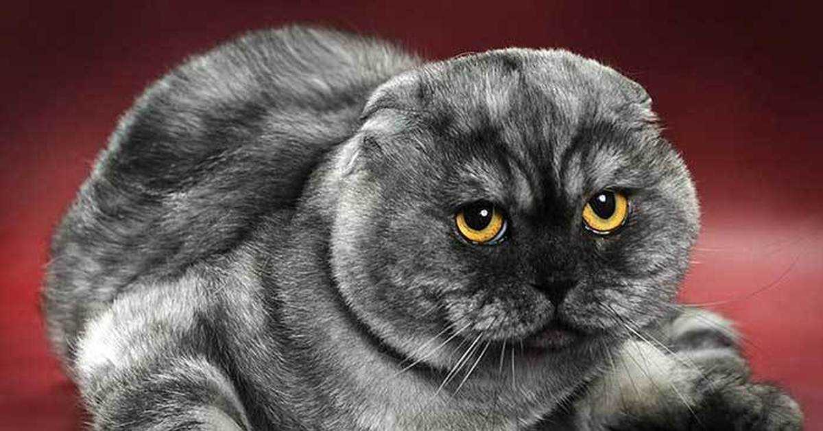 Сколько живут коты породы шотландский вислоухий