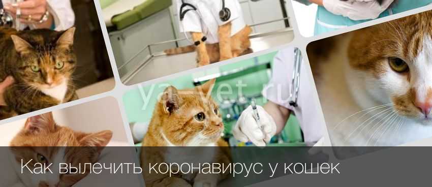 Воспаление кишечника у кошек (innflammatory bowel disease) - симптомы, лечение неспецифического воспаления кишечника у кошек. ветеринарная клиника "зоостатус".