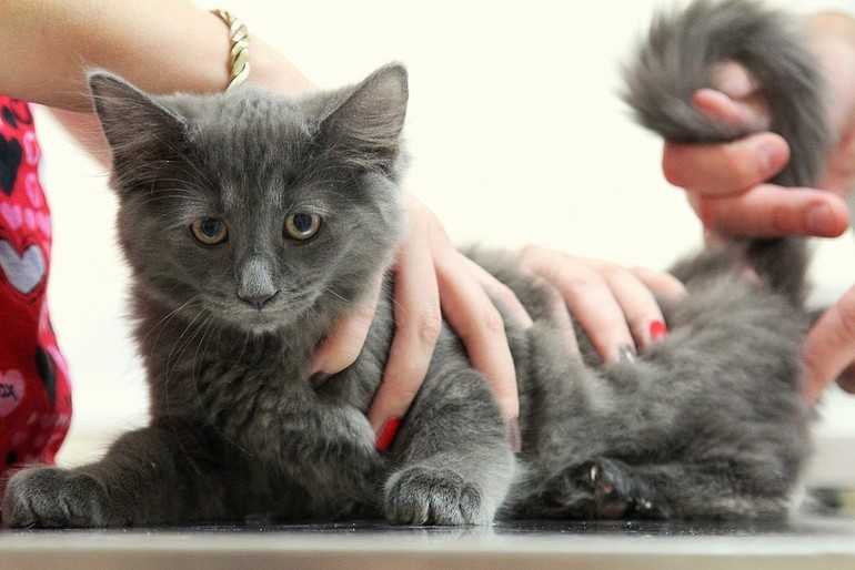 Как правильно держать кота на руках и брать животное, чтобы не причинить неудобств?