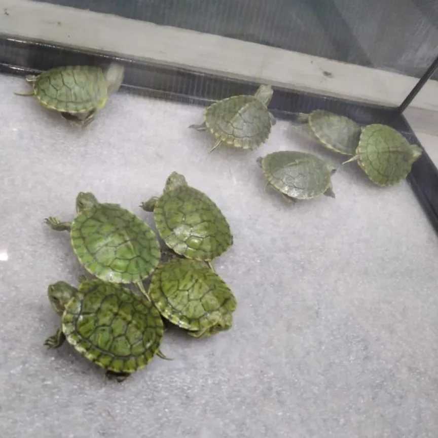 Красноухая черепаха: рекомендации по уходу и кормлению