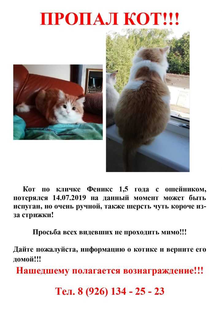 Кот спрятался в квартире и не отзывается или убежал из дома и потерялся на улице – как его найти, если он всего боится?