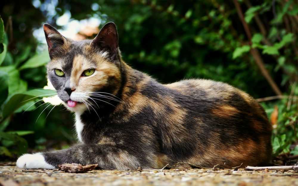 Трехцветные кошки: породы, характер и интересные факты