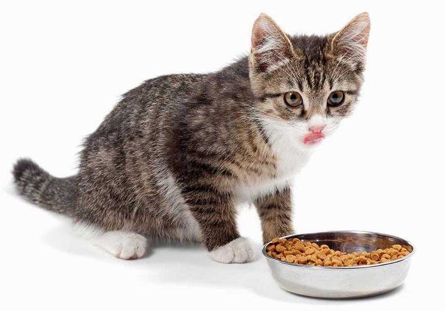 Как кормить истощённую кошку | блог ветклиники "беланта"