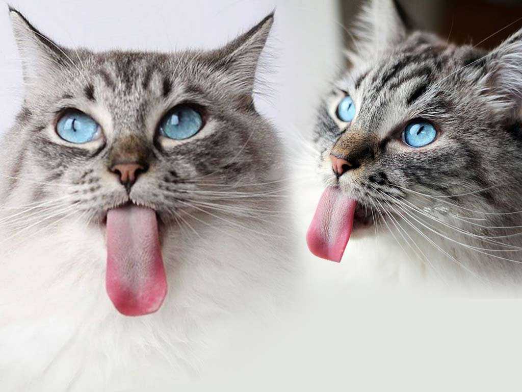 ᐉ почему кошки высовывают кончик языка: причины - zoovet24.ru