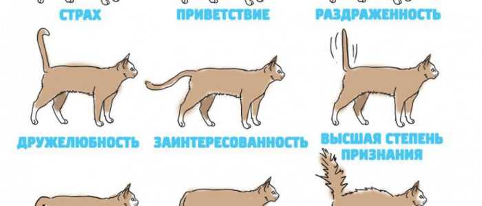 Язык кошки – pet-mir.ru
