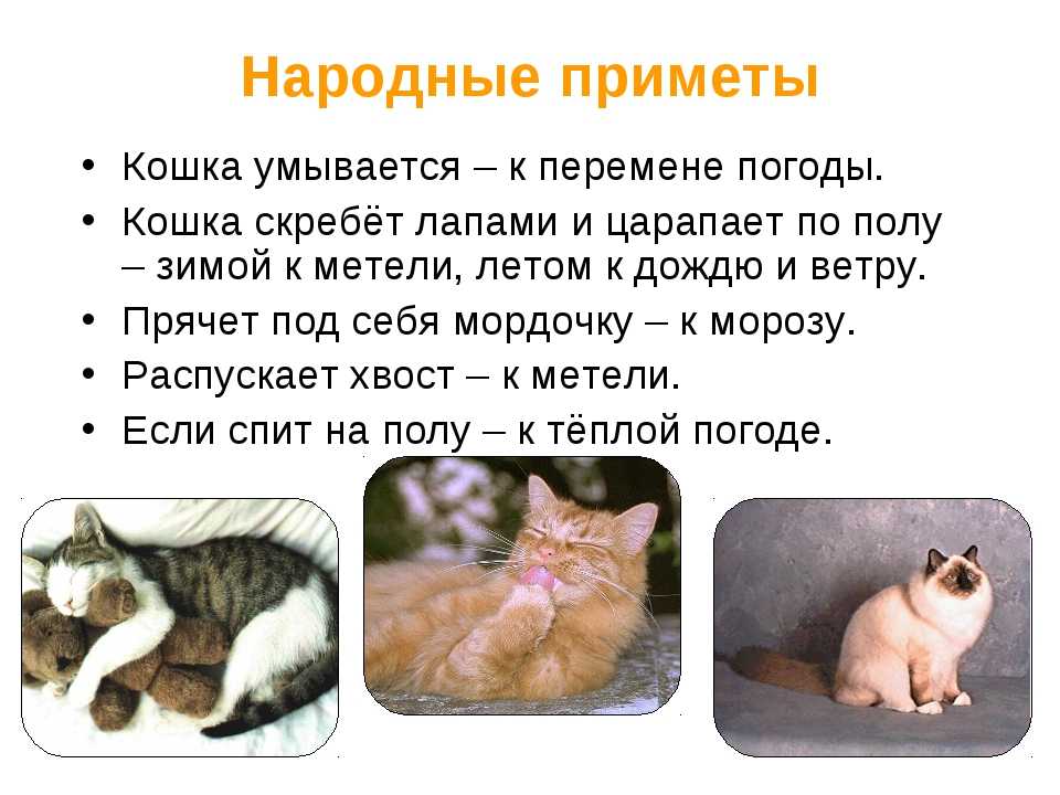 73 приметы и поверья о кошках и котах