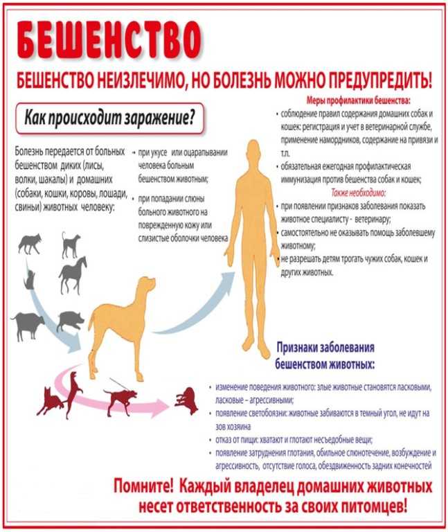 Профилактика заболеваний у домашних кошек и собак. обработка от паразитов и вакцинация домашних животных