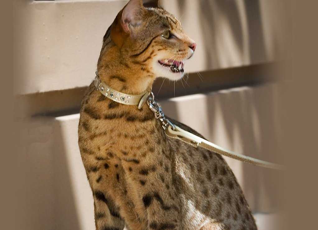 Кошка ашера: особенности породы и фото кота, содержание питомца и уход за ним